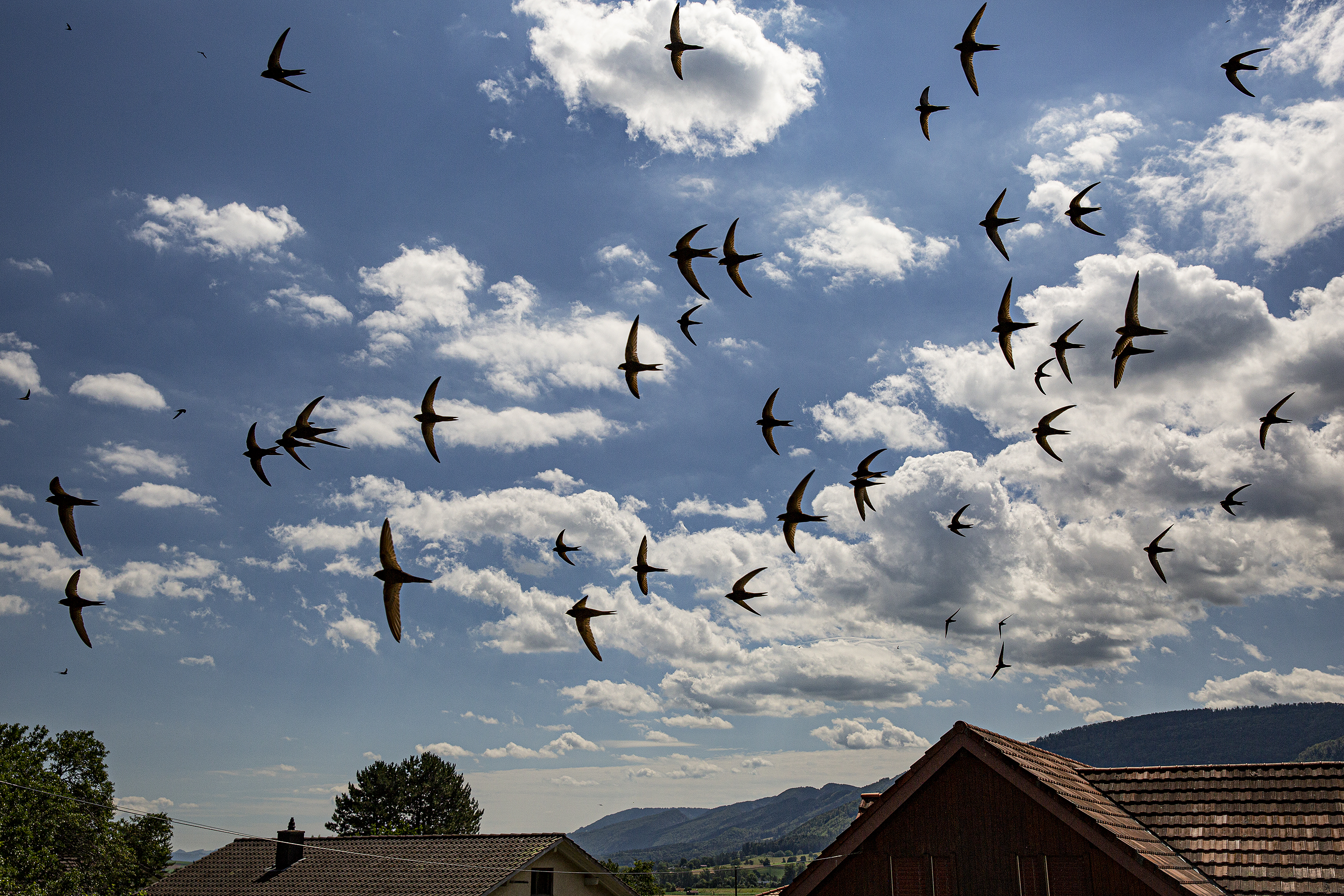Der Mauersegler – Herrscher der Lüfte