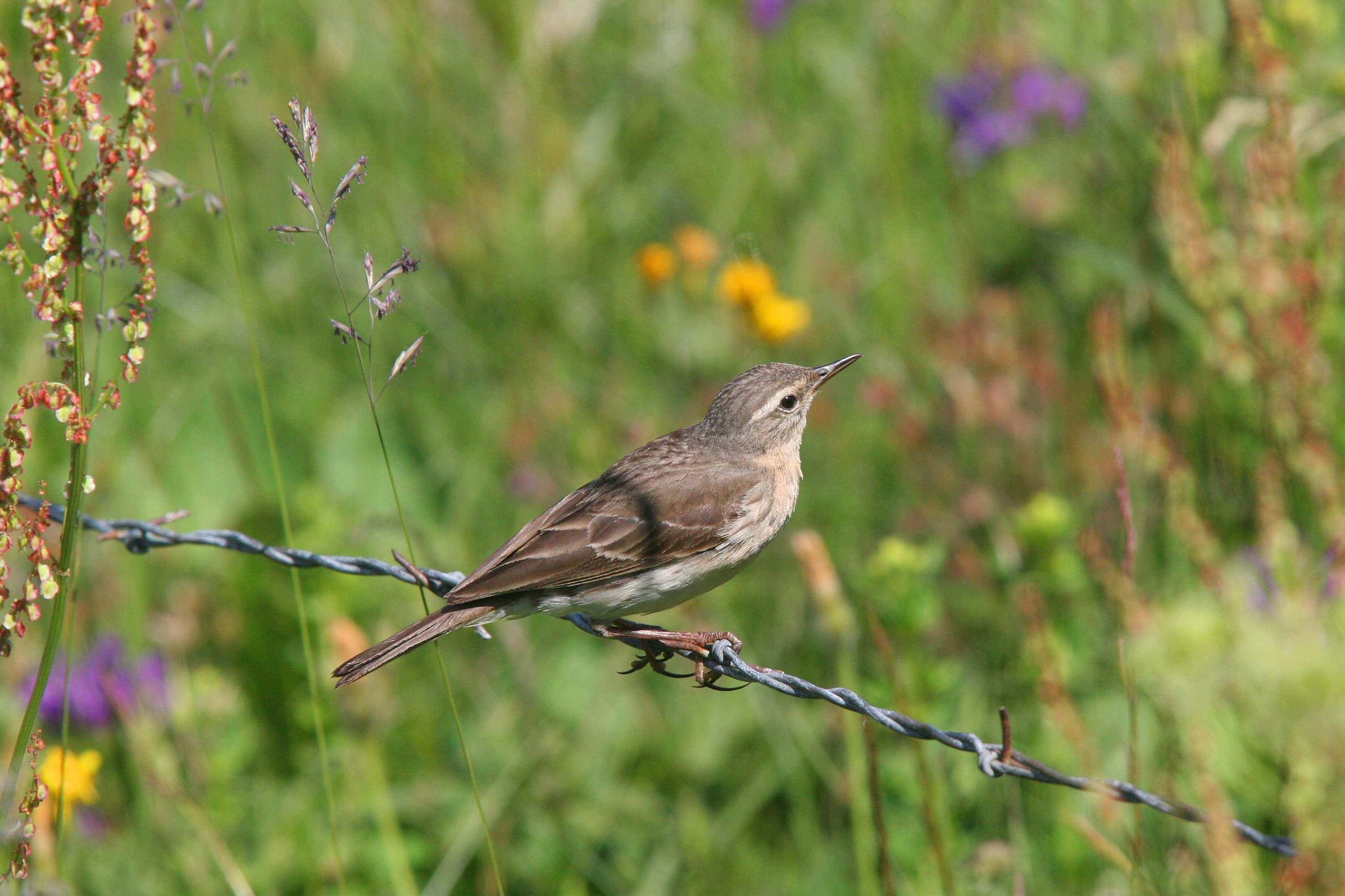 Der Bergpieper, Sänger der Bergkämme
